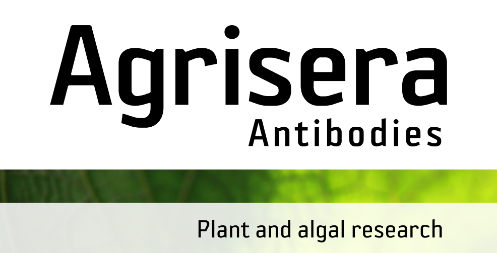 Agrisera MicroRNA相關(guān)研究植物蛋白抗體火熱促銷中！